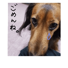 my dog moka