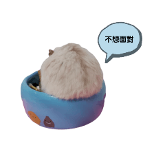 愛冒險的小司康