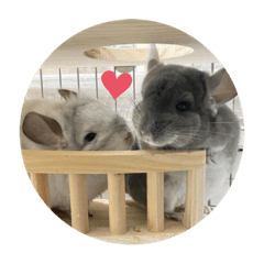 HappyMealChinchilla