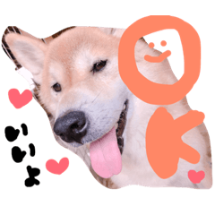 shiba.ken.