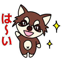 Chihuahua Cocoro 5