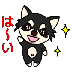 Black Chihuahua Cocoro 5