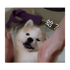 秋田犬Momo