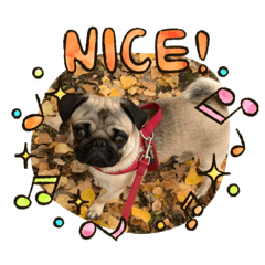 パグのケンの春夏秋冬