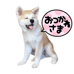 Akita-dog Momo's daily life stamp
