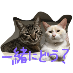 cat photo from Sukima