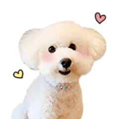 cute white toypoodle