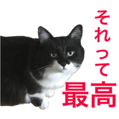 KURO  Cat