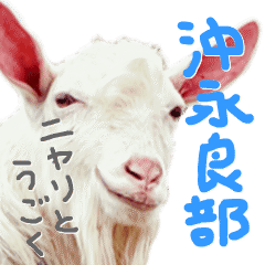 The goat in Oki-no-erabu Island 4rd.