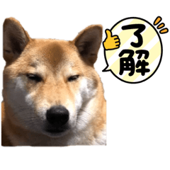 Shibainu-Nobishiro Ver.1