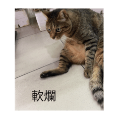 菜小虎