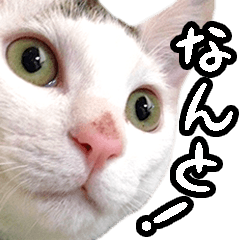 Funny Cat DAIGORO Sticker