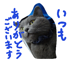 Gray-cat photo stamp 2nd (Jpn-lang.)
