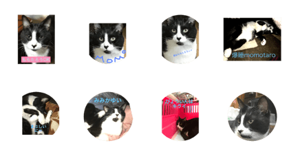 Momotaro  cat