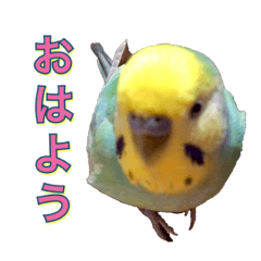 Sekisei parakeet's name is Pon-cyan.