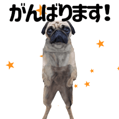 Pug Sticker2