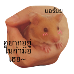 Sanimsoi The Hamster