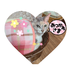 neko neko nya nya nya