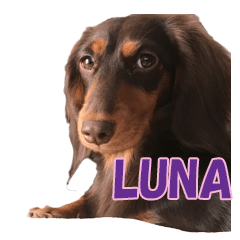 Our doggie Luna