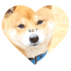 Dog...YS