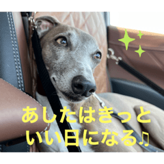 Wan-nyan.daisuki