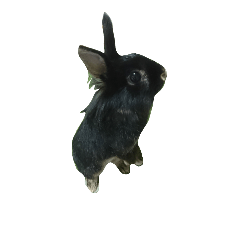 rabbit of coco