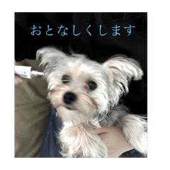 A Japanese KAWAII puppy(Maltese&Yorkie)