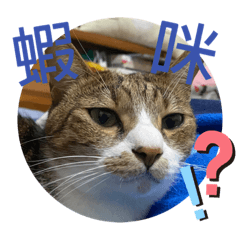 Yun的日常用語