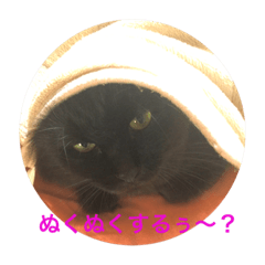 that cats