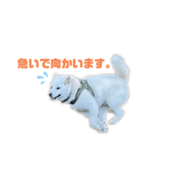 ayumi_20220427151031