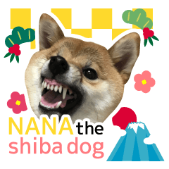 NANA the shiba dog