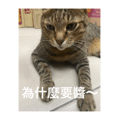 菜小虎2⃣️