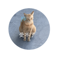 跩寶的一天