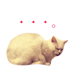 white cat clover