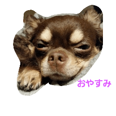 my dog chihuahua