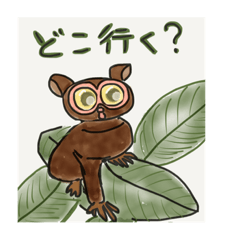 tarsier the little monkey