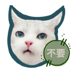 饅頭貓生 0.3跩貓