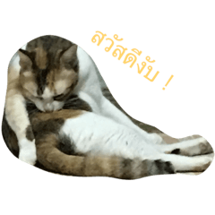 Nong cat look cute