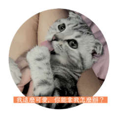 美短（我叫泡芙）