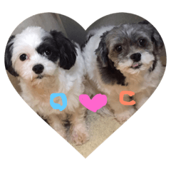 chersea&oreo
