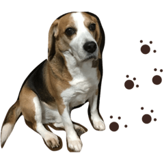 cute beagle