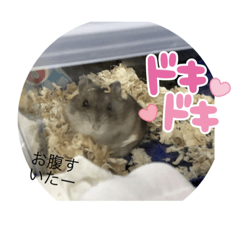 yayoi_20220428072121