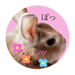 rabbit usagi life