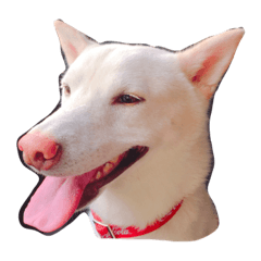 Shiba dog COCOTA