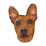 min-pin Marron.