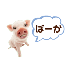 Pig_20220428171059