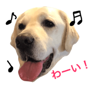 Adorable Labrador Ku-chan