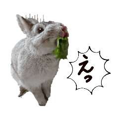 no way rabbit is the main character