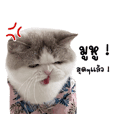 โยดา by ตูมามิ้ง เป็นแมวหรือเป็นมีม