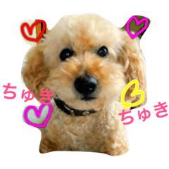 my name is ishii.my dog.